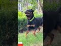 #viralvideo #rottweilerdog #dangerousdog #famousdogs #famousshorts #dog #videos