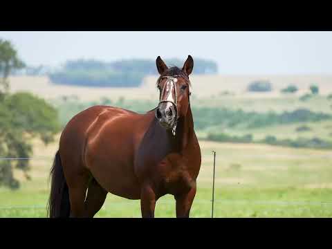 Lote 15 - Basca Dorothy