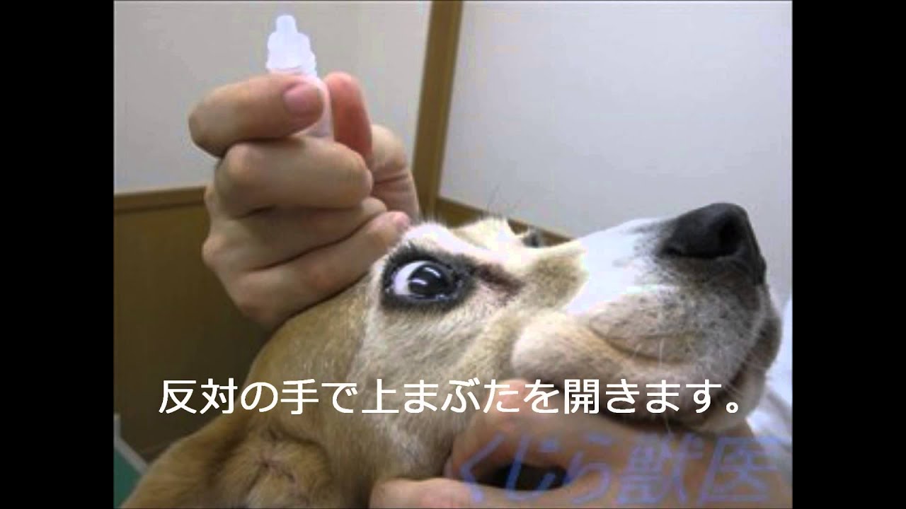 犬の目が充血したり目やにが出た時の対処法は 人間用の目薬は Hotdog ミニチュアダックスフンドブログ