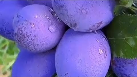 {إِنَّ الْمُتَّقِينَ فِي جَنَّاتٍ وَنَهَرٍ} سورة القمر.| الشيخ عبد الباسط عبد الصمد رحمه الله
