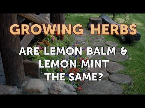 Video: The Difference Between Mint And Lemon Balm