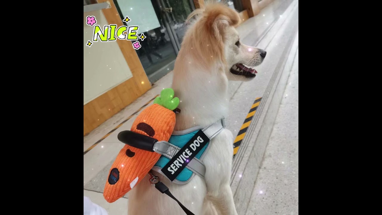 Dog Squeaky Toys - Fruit & Veg Series