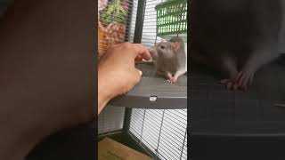 :   3,7 