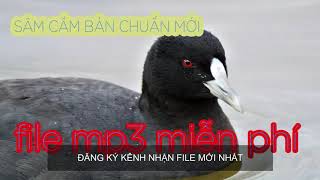 Tiếng chim Sâm Cầm bản mới nhất cho anh em bẫy lưới đêm