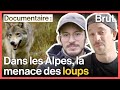 Retour des loups : inquiétudes des bergers 🐺