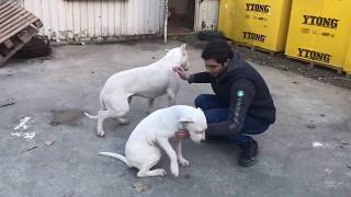 Köpeklerde “PATİ VERME” Komutu Eğitimi