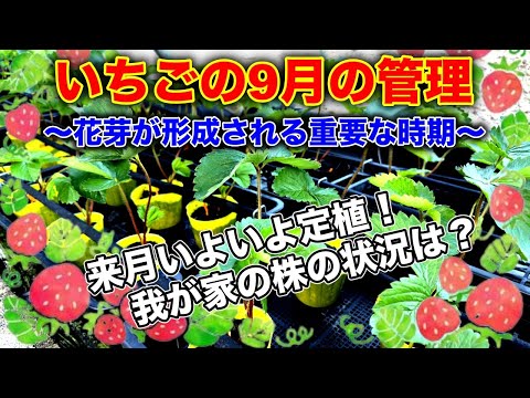 いちごの　9と10 4/25 Strawberries] September care! Strawberry harvest is decided in