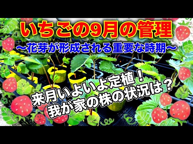 いちごの　9と10 4/25 Strawberries] September care! Strawberry harvest is decided in