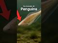 The Entire Evolution Of Penguins 🐧