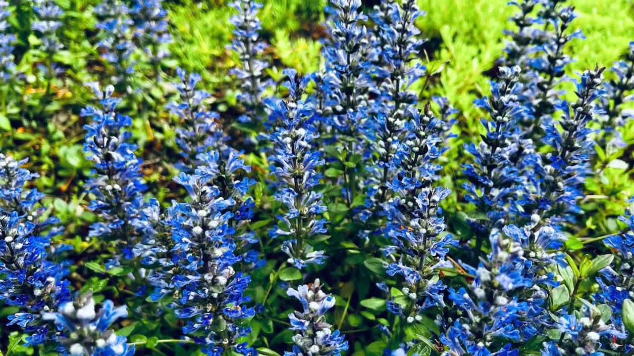 十二単の花 アジュガ Youtube