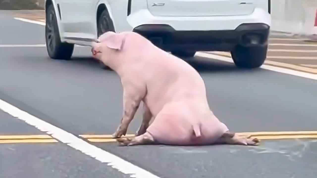 Мужчина спас свинью, сбежавшую с бойни. Вы не поверите, что произошло дальше.