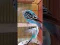 #lovebirds #animallover