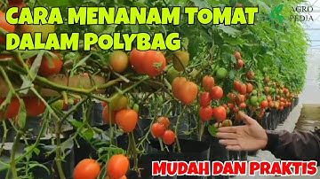 CARA MENANAM BUDIDAYA TOMAT DALAM POLYBAG, BERBUAH LEBAT