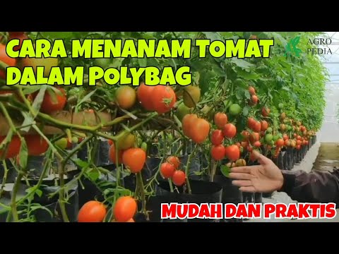 Video: Apakah Tomato Lada Loceng Hijau: Cara Menanam Tomato Lada Loceng Hijau