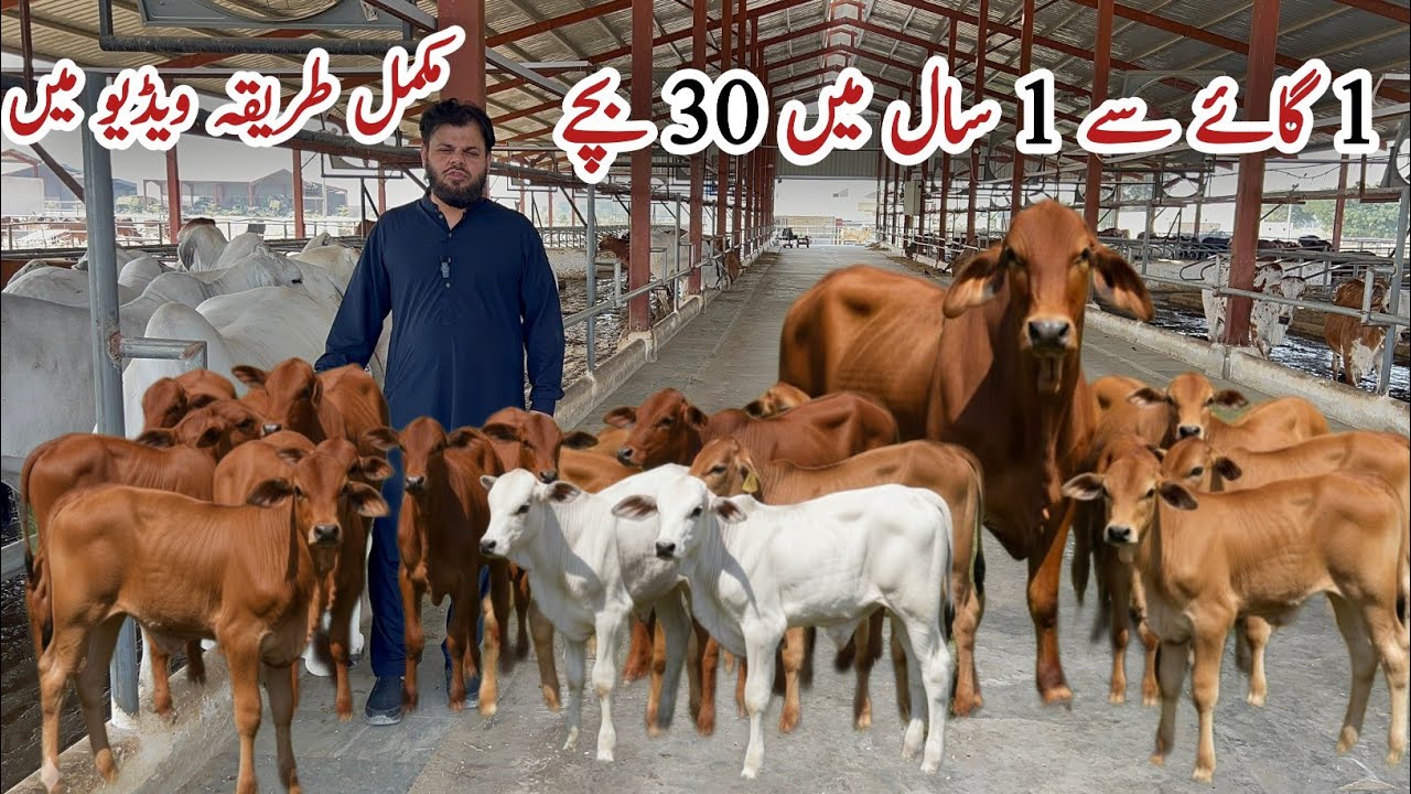 Современные технологии || 30 телят от одной коровы за год || Dayzee Farms ll – ферма американских...