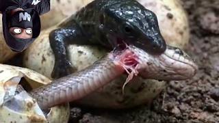 Japanese Placed a Snake Killer Inside the Eggs of Invasive Snakes