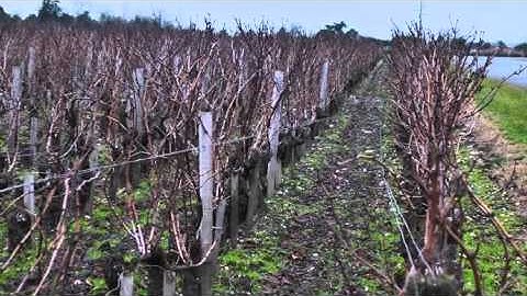 JAMESSUCKLING.COM - Bordeaux - Château Cantemerle - 2014 En Primeur