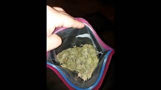 green crack outdoor grow ontario Canada 🇨🇦  harvest and the results