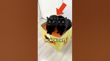 Deze zwarte katten verstoppen zich graag voor hun baasje