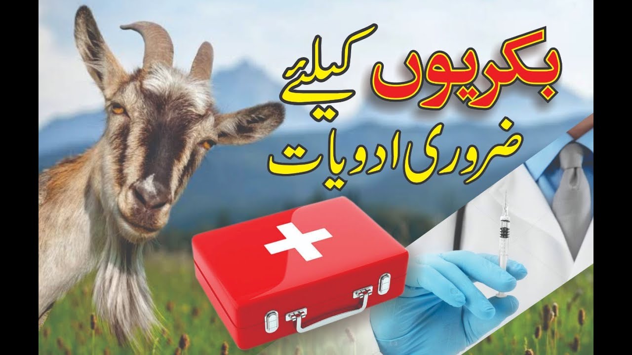 Goat Farming First Aid Box // بکریوں کے لئے ضروری ادویات YouTube