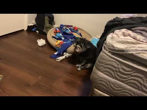 A Pug and a Sock