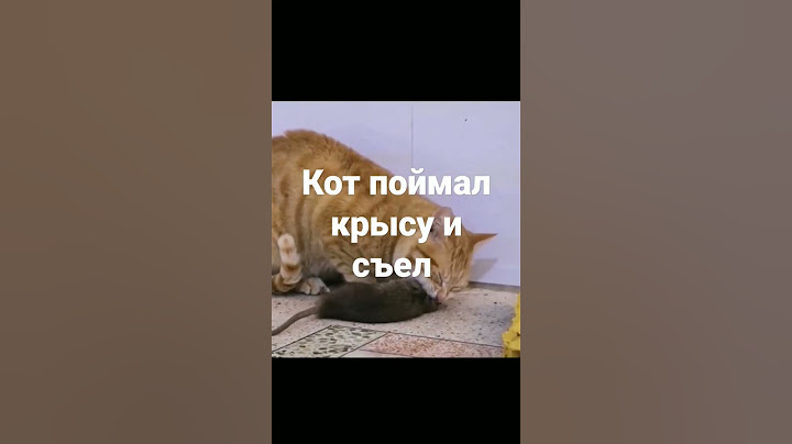 Кот поймал крысу и съел #коты