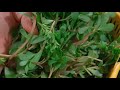 馬齒莧不炒不炸不涼拌,做法簡直比包子油條還香 #马齿苋,夏日野菜,不油腻,素食