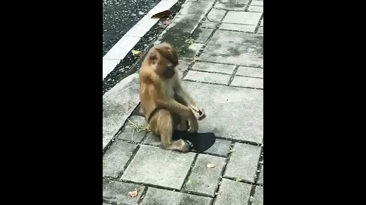 Funny Monkey short video🎥 🐒 🤣😂 whatsapp status #shorts #funny