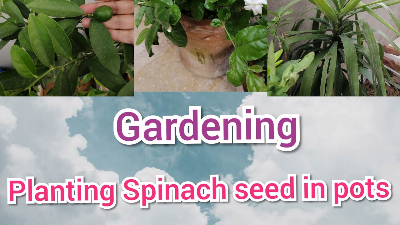 Gardening || my kitchen Garden ||