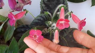 2Skohleria Sunshine Kohleria Çeşitleri Komşu Çatlatan Çiçeğikohleria Çiçeği Renkkerim.