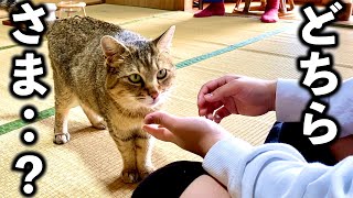 元野良猫と姪っ子が初めて会った瞬間すごい事に【庭に住みついた野良猫を家猫へ】