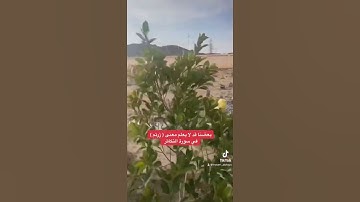 بعضنا قد لا يعلم معنى كلمة ( زرتم ) في سورة التكاثر