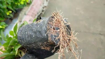 Bán buôn cây chuỗi ngọc 0977973535