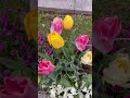 #チューリップ #tulip #さいたま市緑区 2026. 4. 5