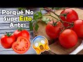 Cuanto Pesa Un Tomate Cherry