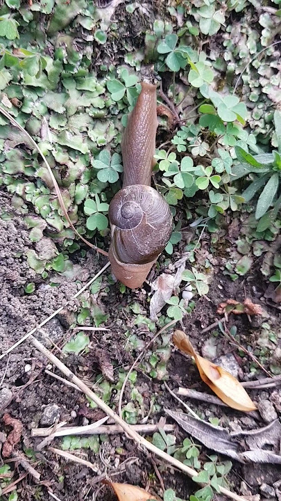snail is sensitive to touch | snail video | beautiful video of snail