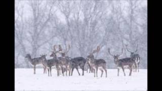 Roland Kaiser -  Zum Weihnachtsfest seh'n wir uns wieder