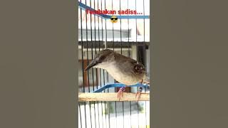 ciblek bren AK47 sadiss......!