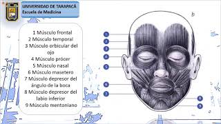 Lab 'Musculos de de la cabeza y la cara' Dr. Maturana (08/10/20)
