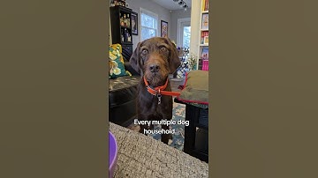 #pudelpointer #Yorkie #stuntmanmike