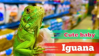 Baby iguanas 🦎So cute and beautiful 🤩 by Mr. Akram animals lover🐾 64 views 1 year ago 1 minute, 6 seconds