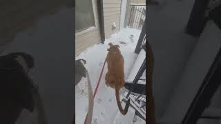 Apbt Pitbulls Shaka Zulu & Athena Snow Walk West Side Of Chicago, Il Austinloveadvisory813Ent 0