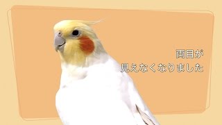 チャメ、両目が見えなくなりました…オカメインコ