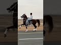 Beautiful Arabian Horse Dance Arabianhorse Horseriding Horse