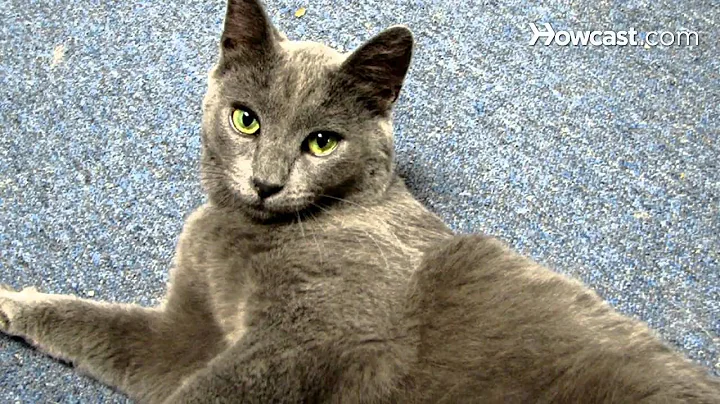 Watch the video about How to Know Which Small Cat Breed is Right for You
