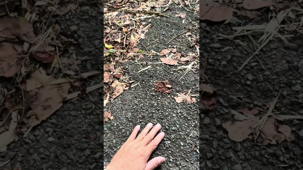 The Old Military Road Used by U.S. Forces Before 1975. #satisfying 