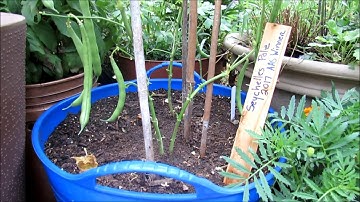 Tips for Growing Pole Beans in Containers: Variety 