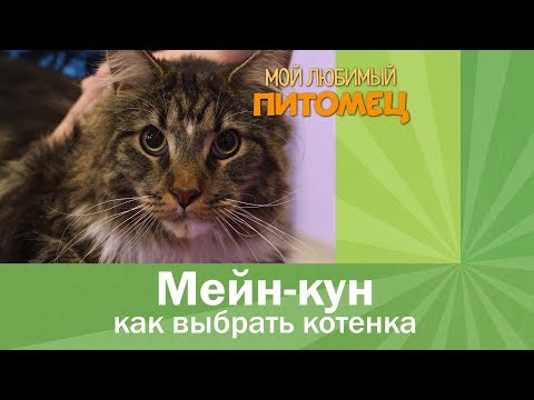 Мейн кун: КАК ВЫБРАТЬ КОТЕНКА