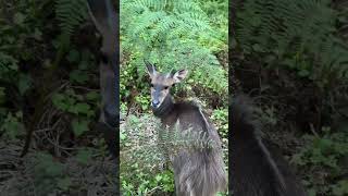 Wilderness South Africa Deer encounter