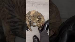 Kitty when I return from work #australia #cat